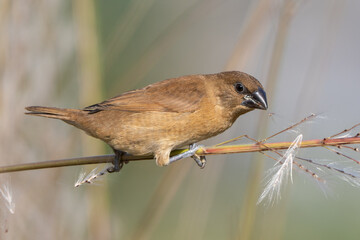 Scaly-breasted Munia (Lonchura punctulata) juvenile. The scaly-breasted munia is a small, social finch with scale-like breast feathers, found in grasslands, farmlands, and wetlands. 