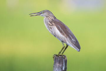 Indian Pond Heron (Ardeola grayii) perched close-up. The Indian Pond Heron is a small, stocky bird found near wetlands. It has striking plumage during breeding season and stealthy hunting.