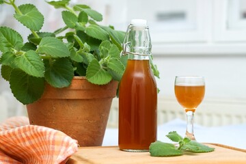 Homemade syrup made from fresh leaves of Plectranthus (Coleus) amboinicus, lemon slices and brown sugar. Traditional herb also known as Cuban oregano in a flower pot.