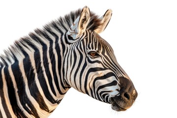 A close-up shot of a zebra's face and neck on a clean white background