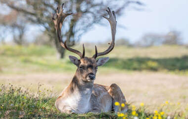 Beautiful male fallow deer lying in shadow of a tree in the Amsterdamse waterleidingduinen, the Netherlands. Yellow wild flowers in foreground. autumn Sunny day. Amazing male deer with big antlers. Ma