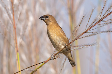 Scaly-breasted Munia (Lonchura punctulata) juvenile. The scaly-breasted munia is a small, social finch with scale-like breast feathers, found in grasslands, farmlands, and wetlands. 