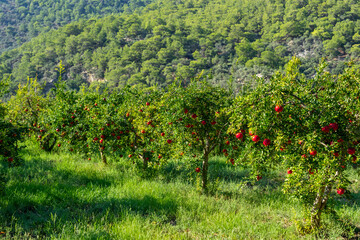 Fototapeta premium Red Ripe Pomegranate Fruits Grow on Pomegranate Tree in a Garden, Ready for Harvest.