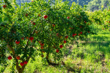 Red Ripe Pomegranate Fruits Grow on Pomegranate Tree in a Garden, Ready for Harvest.