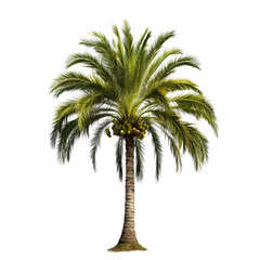 Tall Green Palm Tree with Spreading Fronds in Isolated View