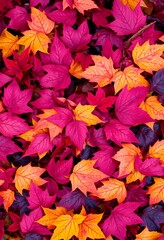 Fototapeta premium Densely Packed Fall Leaves in Red, Yellow, Purple, and Blue with Natural Imperfections and Soft Light