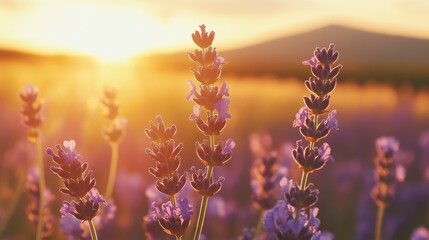 Obraz premium Vibrant Lavender Field at Sunset with Dramatic Lighting