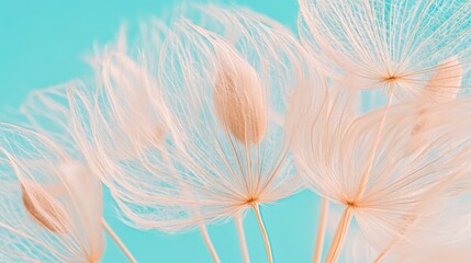 Close-up of delicate white dandelion seeds against a vibrant blue background.