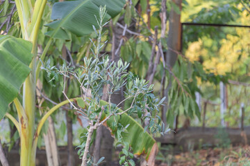 A photo of an olive tree branch with leaves. In the background, there is an overgrown banana plant