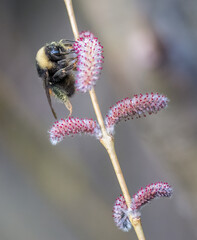 Bumble bee on small pink flower