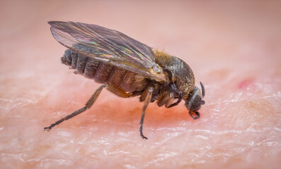 Extreme close-up of black fly biting person