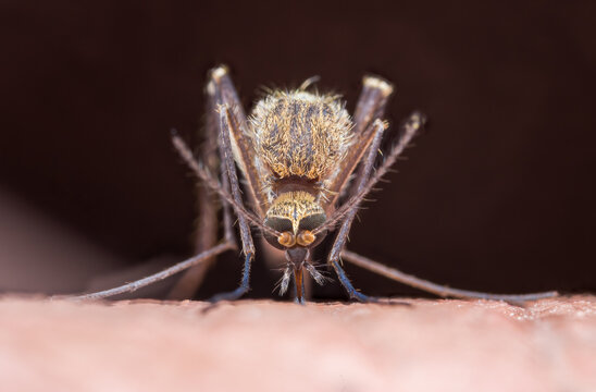 Extreme close-up of mosquito biting person