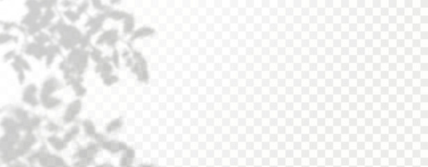 Glare from the sun's rays on the wall. Blurred shadows from leaves and plants in the room. Soft overlay of natural light. Abstract background for product presentation.