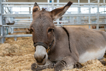 Calm Donkey Resting in a Cozy Barn Setting