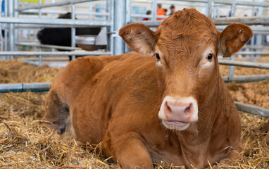 Brown Cow Resting in a Farmyard Pen on Straw