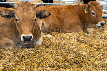 Two Brown Cows Resting Comfortably on Straw in a Barn