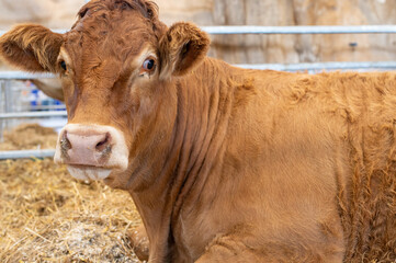 Brown Cow Resting in a Farmyard Setting