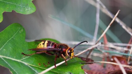 Hornet, vespa insect animal sitting on leaf. Czech wildlife background