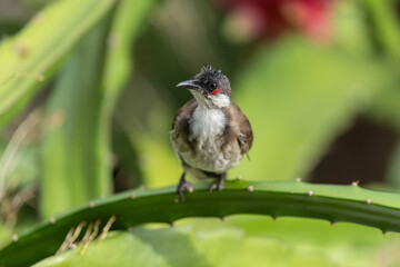 A baby Red-eared Bulbul standing on the leaves.