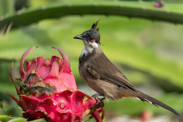 A Red-eared Bulbul pecks at a pitaya