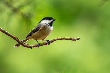 Carolina Chickadee perched on a tree branch
