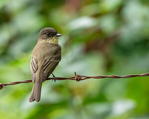 Phoebe perched on a barbed wire