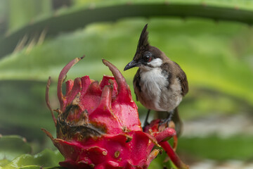 A Red-eared Bulbul pecks at a pitaya