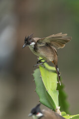 Red-eared Bulbul on a pitaya branch.