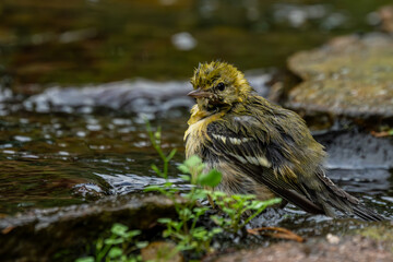 Female Bay-breasted warbler perched on a rock