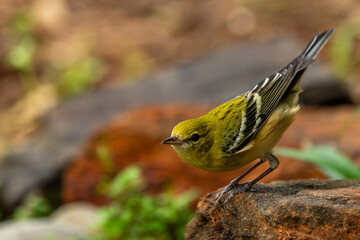 Female Bay-breasted warbler perched on a rock