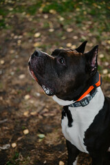 Training a serious dog outdoors. A black and white American Staffordshire Terrier with cropped ears sits and looks up in the park. Training a pet for a comfortable life. Side view close up portrait.