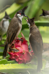 Two Red-eared Bulbuls compete for a pitaya fruit.