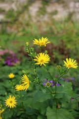 Closeup of yellow Cup Plant flowers, Oxfordshire England

