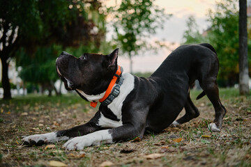 Training a serious dog outdoors. A black and white muscular American Staffordshire Terrier with cropped ears did a bow trick in the park. Teaching a pet different tricks for development.