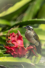 A Light vented Bulbul pecks at a pitaya