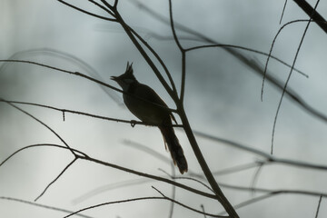 Silhouette of a Red-eared Bulbul on a branch.