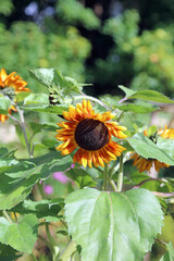 Dark orange Sunflower bloom bending over, Oxfordshire England