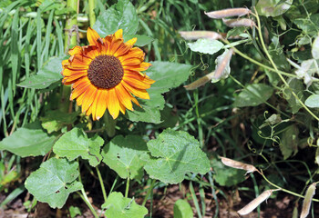 Macro image of an orange Sunflower bloom, Oxfordshire England
