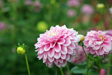 Obraz premium Macro image of pink ball Dahlia blooms, Oxfordshire England 