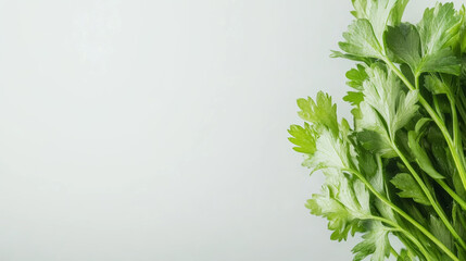 Obraz premium Fresh green parsley leaves are beautifully arranged against light background, showcasing their vibrant color and texture. This image captures essence of freshness and culinary appeal