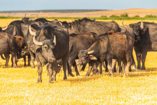 A Herd of Cattle Grazing in a Yellow Field in Ichkeul, Bizerte, Tunisia. North Africa