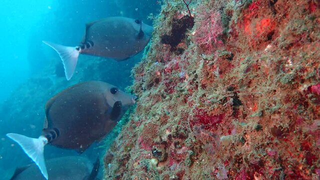 	海の岩場に生える海藻を食べる黒い魚のニザダイ