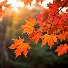 Maple leaves dance in the morning breeze