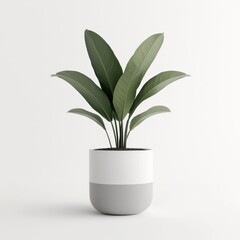 A potted plant, living room decor, large indoor plant in a ceramic pot, isolated on white background