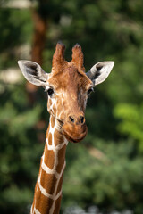 Giraffe Close-Up with Green Background