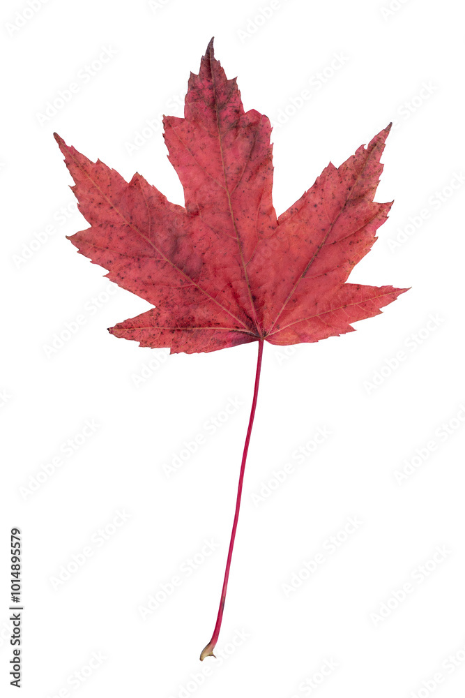 Wall mural red maple leaf in autumn fall colour during november, macro close up png file cut out and isolated o