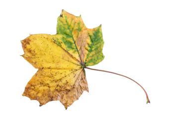 Maple leaf in autumn fall colour during November, macro close up png file cut out and isolated on a transparent background, season stock photo image
