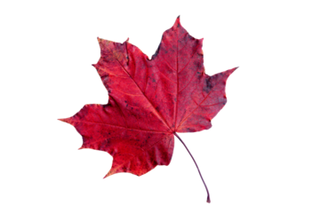 Red maple leaf in autumn fall colour during November, macro close up png file cut out and isolated on a transparent background, season stock photo image