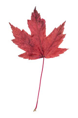 Red maple leaf in autumn fall colour during November, macro close up png file cut out and isolated on a transparent background, season stock photo image