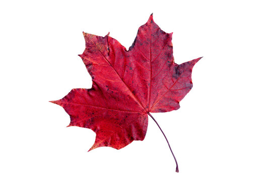 Red maple leaf in autumn fall colour during November, macro close up png file cut out and isolated on a transparent background, season stock photo image